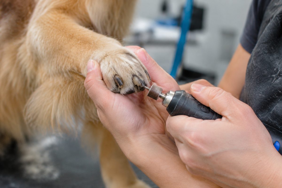 Close-up view of groomer using a rotary Dremel tool to smooth dog claws safely
